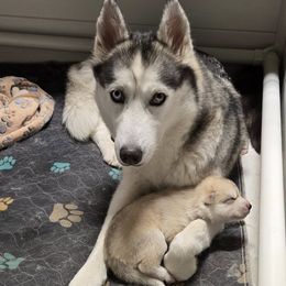 Companion Crosses from Alaskan Huskies of Maine