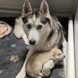 Companion Crosses from Alaskan Huskies of Maine
