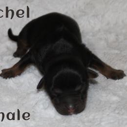 Rachel - Black tri female Miniature Australian Shepherd puppy in Paris, Texas from Kuttin’ Up Mini Aussies