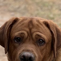 Labrador Retriever Puppies from Susan Burkey
