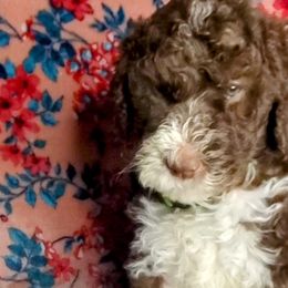 Lilly - Brown and white Sheepadoodle puppy in Austin, Texas from Darling Doodles