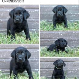 Green Collar - Black male Labrador Retriever puppy in Quinlan, Texas from Wright Way Retrievers