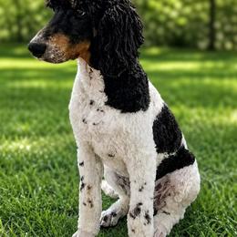 Poodle puppies from Positively Doodles