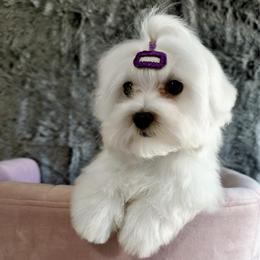 Estella - White female Maltese puppy in Vinton, Louisiana from Dreams & Love Maltese