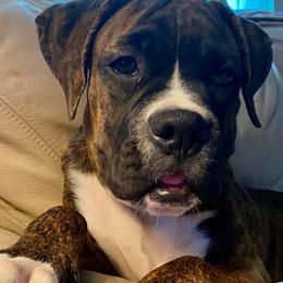 Boxers from Kelso's Boxers