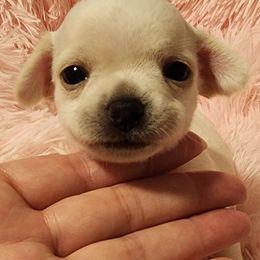 Chihuahua Puppies from Precious Paws of Florida