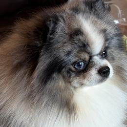Pomeranians from Mimi DelReal