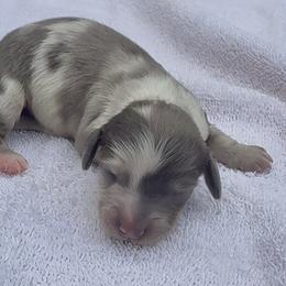 Valentino - Dapple male Dachshund puppy in Vero Beach, Florida from Joseph’s Dachshunds