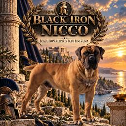 Nicco - Boerboel