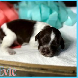 Evie - Brown and white female Cockapoo puppy in Clinton, Oklahoma from Enchanted Spaniels
