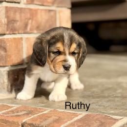 Ruthy - Black tan and white female Beagle puppy in Mansfield, Missouri from Rippee Creek Kennel
