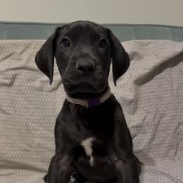 Female - Black female Great Dane puppy in North Branford, Connecticut from Rockin' Danes