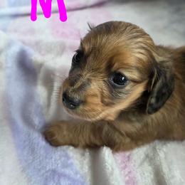 Baby girl - Cream female Dachshund puppy in Crab Orchard, Kentucky from Lucy’s legacy dachshunds