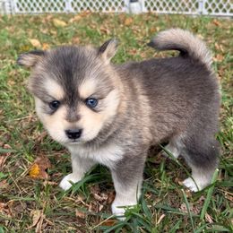 Oakley - Wolf sable male Pomsky puppy in Greenfield, Minnesota from SRF Pomskies