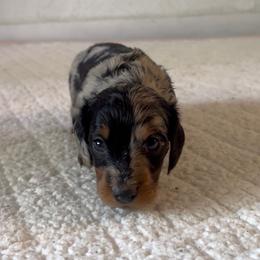 Cowgirl - Dapple female Dachshund puppy in Temecula, California from Naomi Magee's Dachshund Kennel