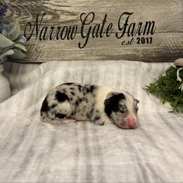 Baron - White and blue merle male Border Collie puppy in Moody, Texas from Narrow Gate Farm