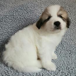 Jack - orange collar - White and badger male Great Pyrenees puppy in Monmouth, Maine from Flewelling Great Pyrenees