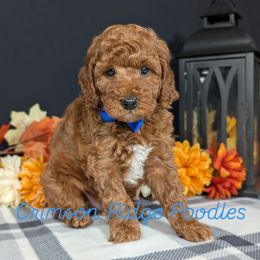 Jingle Blue boy - Parti male Poodle puppy in St George, Utah from Crimson Ridge Poodles