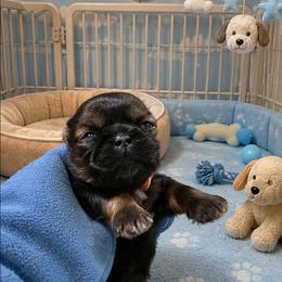 Skipper - Red male Shih Tzu puppy in Lone Oak, Texas from PDF Kennels