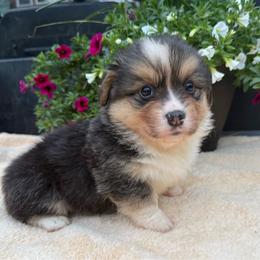 Ian-fluffy - Black and tan male Pembroke Welsh Corgi puppy in Stillwater, Oklahoma from Steele Family Farms