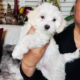 Girl K4 - White female Maltipoo puppy in Las Vegas, Nevada from Maltipoo_vegas