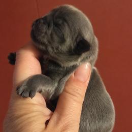 Winifred - Blue female Shih Tzu puppy in Waynesboro, Pennsylvania from Big Win Shih Tzus