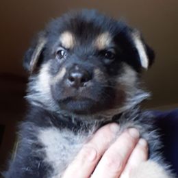 German Shepherd Puppies from Von Kopfe Schutzengel Kennels