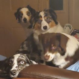 Miniature American Shepherds from Richard Bray