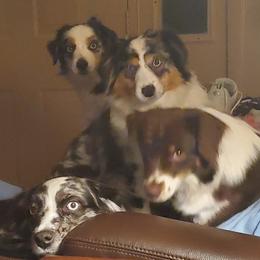 Miniature American Shepherds from Richard Bray