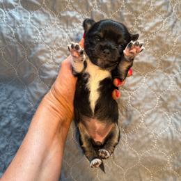 Girl 2 - Black and tan female Chihuahua puppy in Anoka, Minnesota from Anoka County MN AKC Chihuahuas