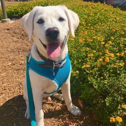 Labrador Retriever All Grown Up from Chateau St. John