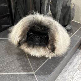 Mattie - Pekingese