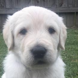 Assorted Doodle Crosses and Labrador Retrievers from Lightning Ridge Labs and Doodles