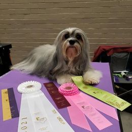 Havanese All Grown Up from TaLyn
