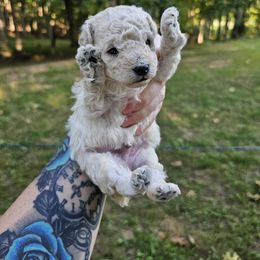 White collar male - Cream male Poodle puppy in Stuart, Virginia from Pine Ridge Kennels
