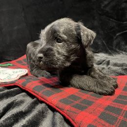 Miniature Schnauzer Puppies from Southern Charm Miniature Schnauzers