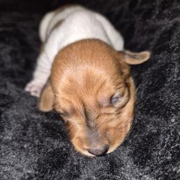 Zeus - Piebald male Dachshund puppy in Sibley, Missouri from Weiner Warriors