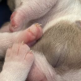 Girl 1 - Boston Terrier puppy in George West, Texas from Duke of Earl’s Boston Terriers
