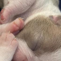 Girl 1 - Boston Terrier puppy in George West, Texas from Duke of Earl’s Boston Terriers