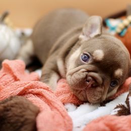 Jaclyn Sniff - Liver female French Bulldog puppy in Elizabeth, West Virginia from Axles Frenchies