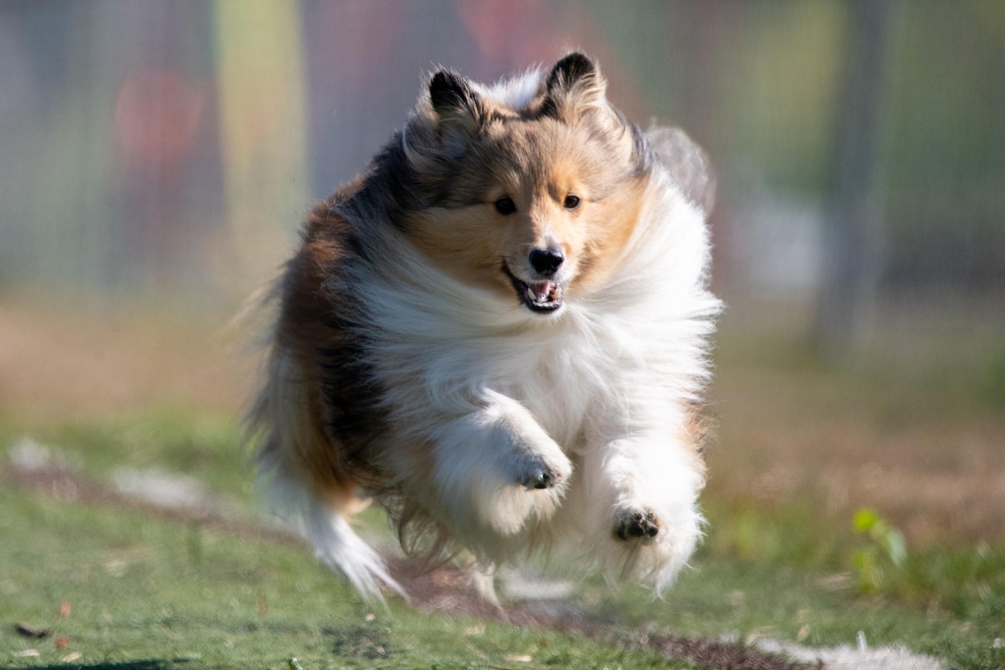 Shellion Dogs Saranac Shelties in Alabama | Shetland Sheepdog puppies | Good Dog