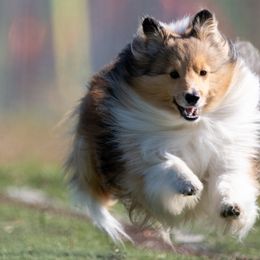 Shetland Sheepdogs from Saranac Shelties