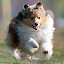 Shetland Sheepdogs from Saranac Shelties