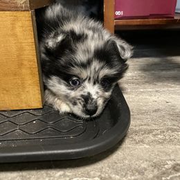 Pomsky Puppies from Michelle's Pomskies