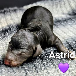 Astrid - Black and tan female Dachshund puppy in Vacaville, California from SchmooterBabies