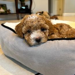 Poodle Puppies from Jamilette Delatorre's Poodles