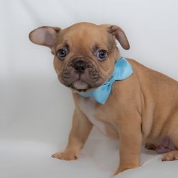 French Bulldog Puppies from Faux Real Frenchies