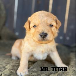 Mr. Titan - Apricot male Goldendoodle puppy in Sacramento, California from Dandy Doodles Goldendoodles