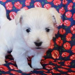 Clarice - Cream female Maltipoo puppy in Cabool, Missouri from Long View Family Maltipoos