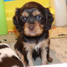 Oliver - Chocolate male Cavalier King Charles Spaniel puppy in Gulfport, Mississippi from Gulf Coast Cavaliers